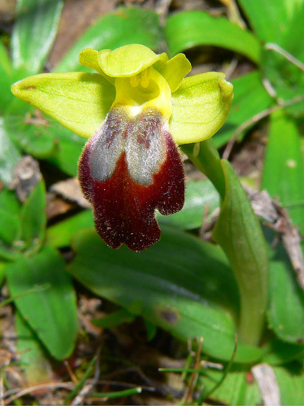 Primavera e orchidee palermitane